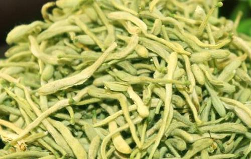 千金花茶的功效与作用