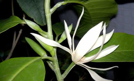 白兰花病虫害防治技术