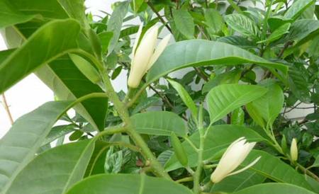 白兰花病虫害防治技术