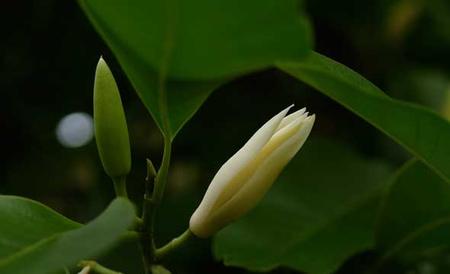白兰花病虫害防治技术