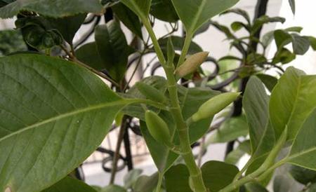 白兰花病虫害防治技术