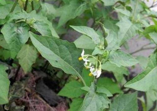 吃野白花菜有什么好处 野白花菜的功效与作用