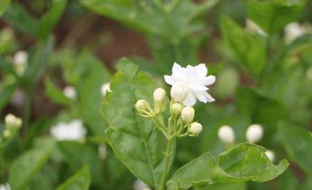 茉莉花的修剪方法