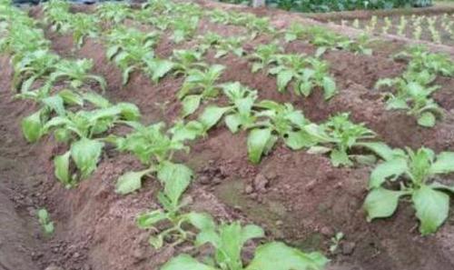 冰菜怎么种植 冰菜种植有窍门