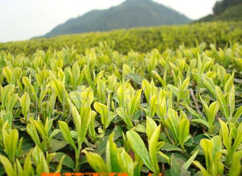 什么是高山茶 喝高山茶有什么好处