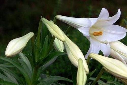 食用百合如何种植 食用百合的种植方法图解