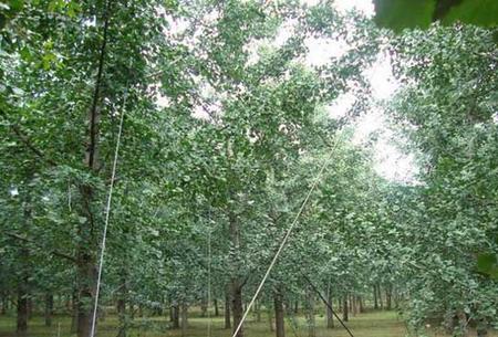 银杏树种植技术