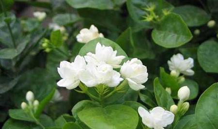 茉莉花种植技术