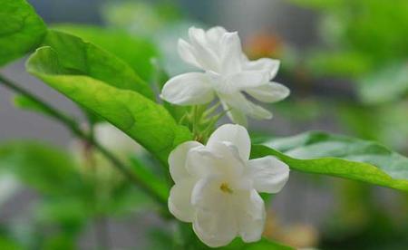 茉莉花种植技术