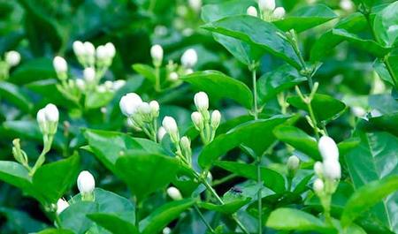 茉莉花种植技术