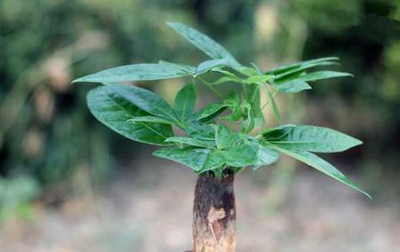 发财树种植和养护管理技术