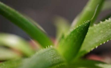 芦荟的种植和管理技术