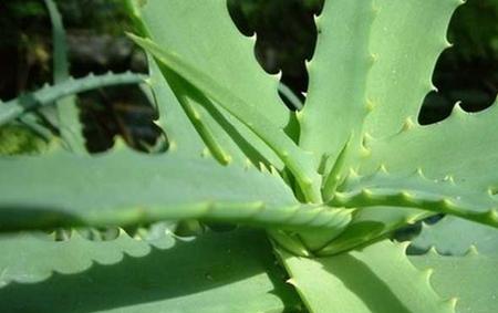 芦荟的种植和管理技术