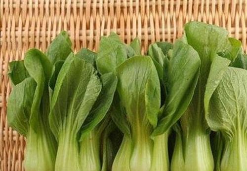 油白菜的作用与功效