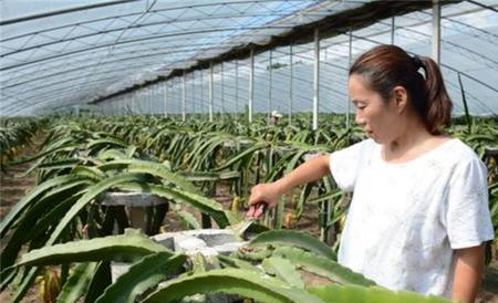火龙果修剪作用 火龙果修剪