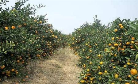 柑橘种植土壤要求 柑橘种植