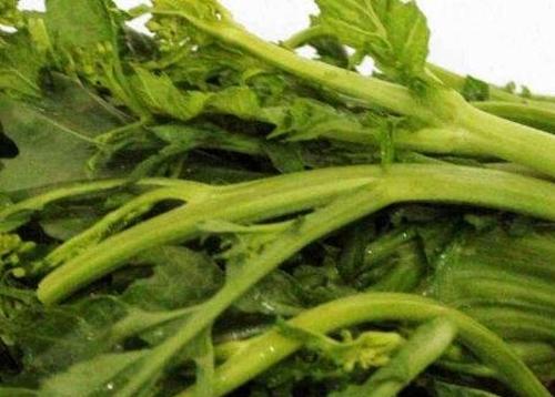 干油菜苔的功效与药用