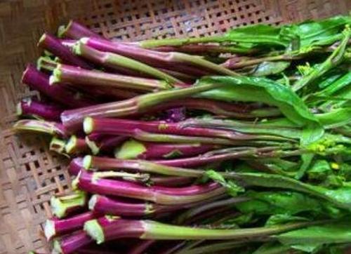 吃紫菜苔有什么好处 吃紫菜苔的功效与作用
