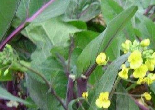 菜苔的花可以吃吗 菜苔的花怎么食用