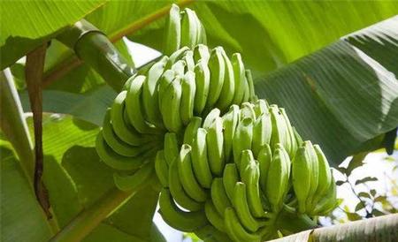 香蕉断蕾后管理 香蕉断蕾