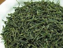 信阳毛尖属于什么茶