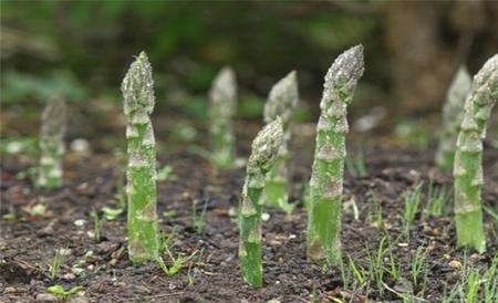 芦笋高产施肥技术 芦笋施肥