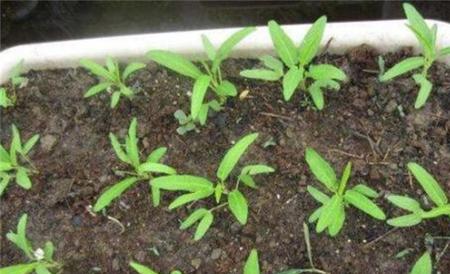 空心菜催芽方法