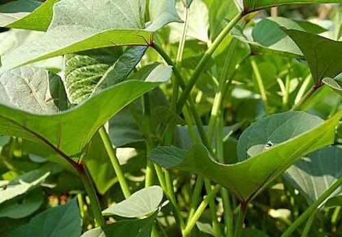 红薯藤的营养价值和药用价值