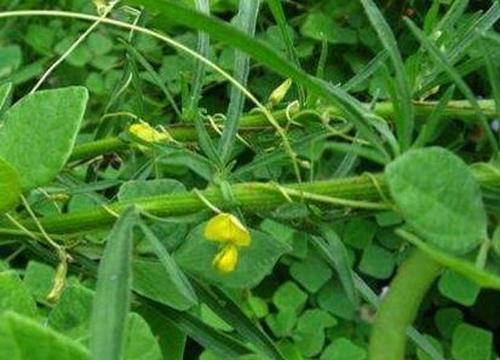 圆叶野扁豆怎么吃 圆叶野扁豆的使用方法