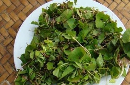 马蹄菜的功效与作用
