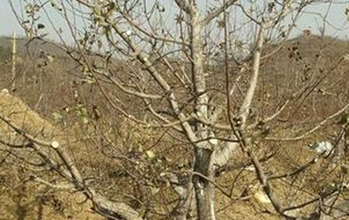 苹果树怎样修剪 苹果树修剪方法技巧