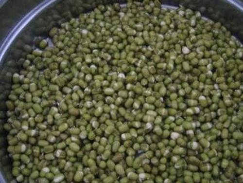 绿豆芽怎么发 绿豆芽的做法步骤教程