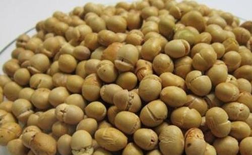 炒黄豆的功效与作用 吃炒黄豆的好处