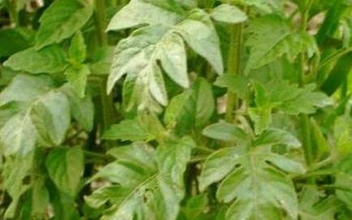 野茄子叶可以吃吗 野茄子叶的功效与作用
