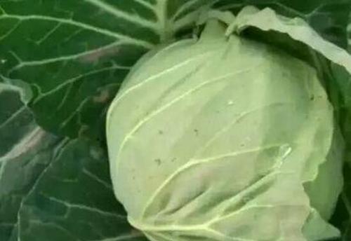 平包菜的功效与作用 平包菜的营养价值