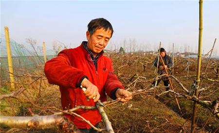 桃树冬剪 什么时间最好