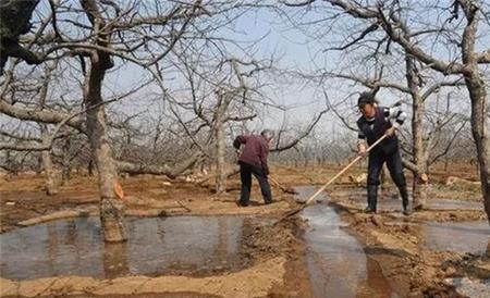 苹果园如何浇灌封冻水