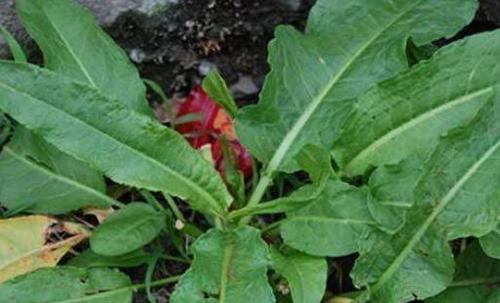 野菠菜怎么吃 野菠菜的食用方法