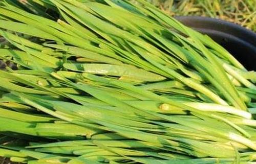 怎样区别野葱和野韭菜