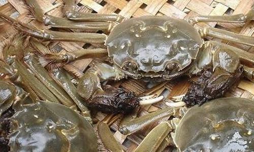 雌蟹和雄蟹的区别