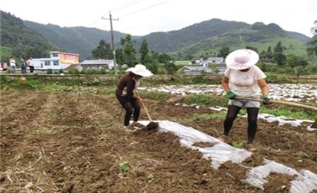 蔬菜 地膜覆盖 常见误区