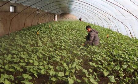 野菜种植前景 野菜种植 野菜