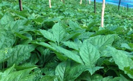 野菜种植前景 野菜种植 野菜