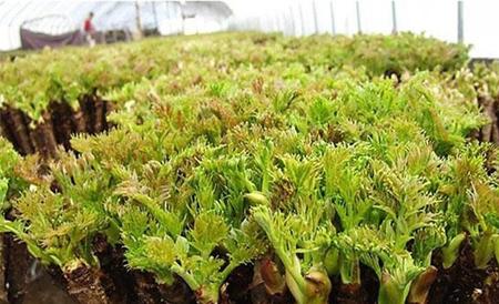 野菜种植前景 野菜种植 野菜