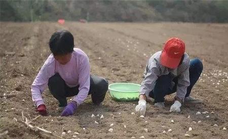 秋播大蒜栽培 大蒜栽培 大蒜