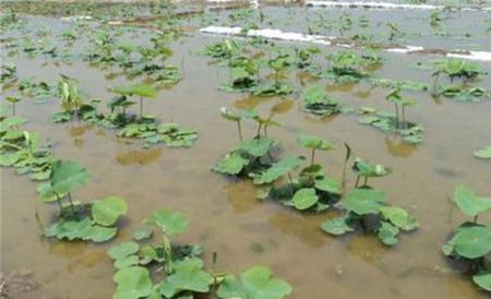 莲藕定植不发棵原因