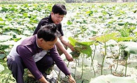 莲藕定植不发棵原因