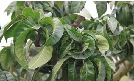 芒果控梢方法
