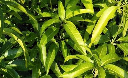 芒果控梢方法