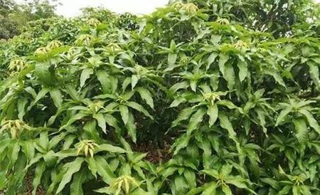 芒果控梢方法